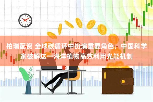 柏瑞配资 全球碳循环中扮演重要角色，中国科学家破解这一海洋植物高效利用光能机制
